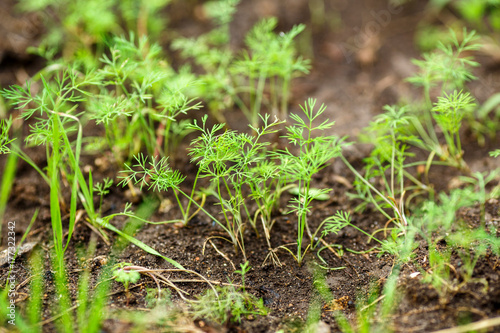 young shoots of dill