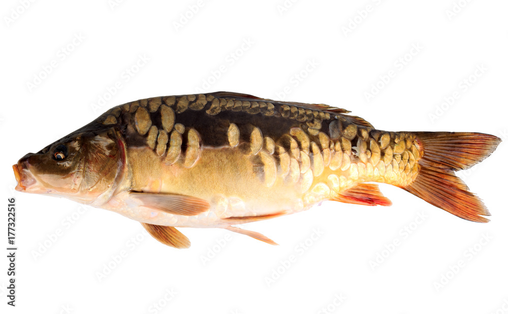 Fototapeta premium lustrzany karp lub karp pospolity