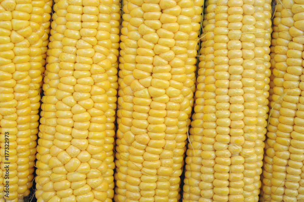 Young corn dairy ripeness, food varieties grown on an ecological farm away from the city, roads, factory emissions Young corn dairy ripeness, food varieties grown on an ecological farm away from the city, roads, factory emissions