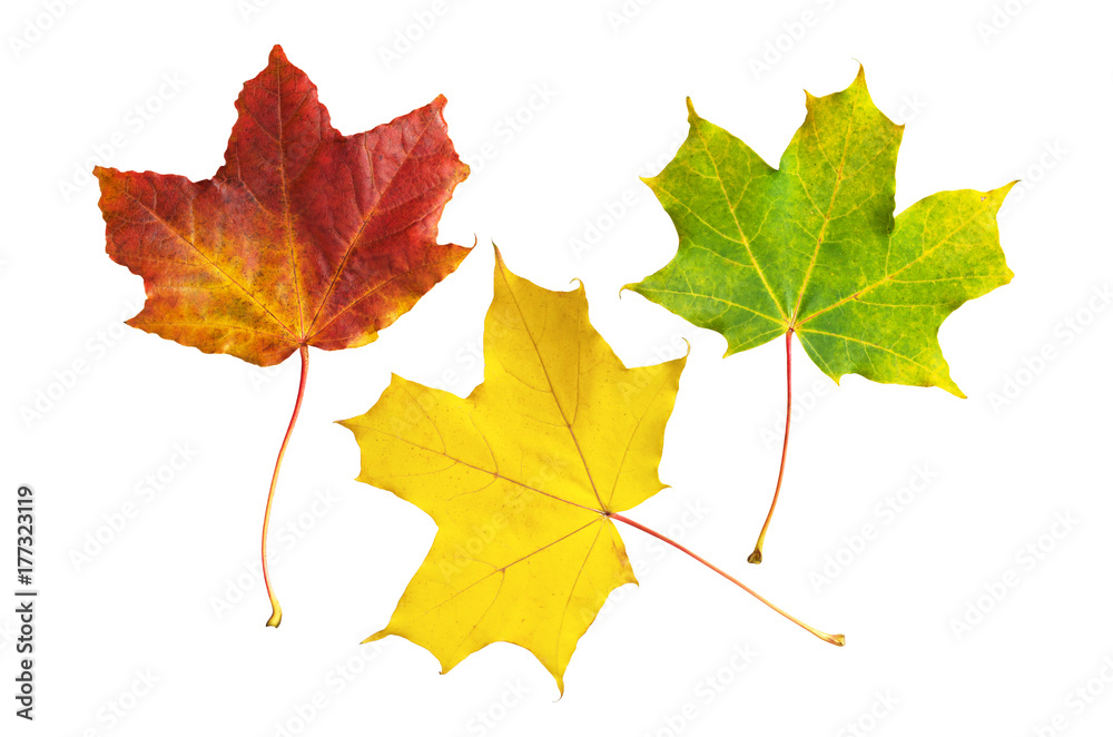 Obraz premium Maple leaves isolated