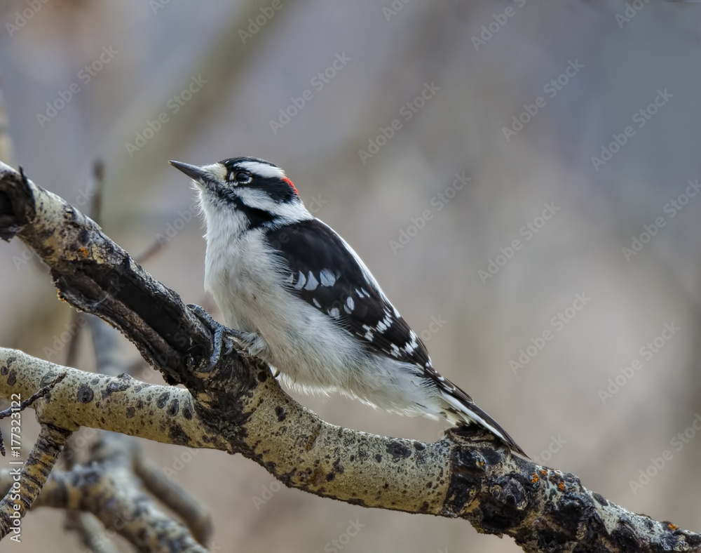 Obraz premium Downy Woodpecker