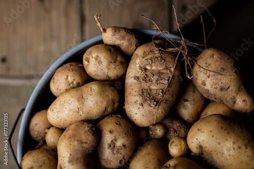 Kennebec potatoes in a basket