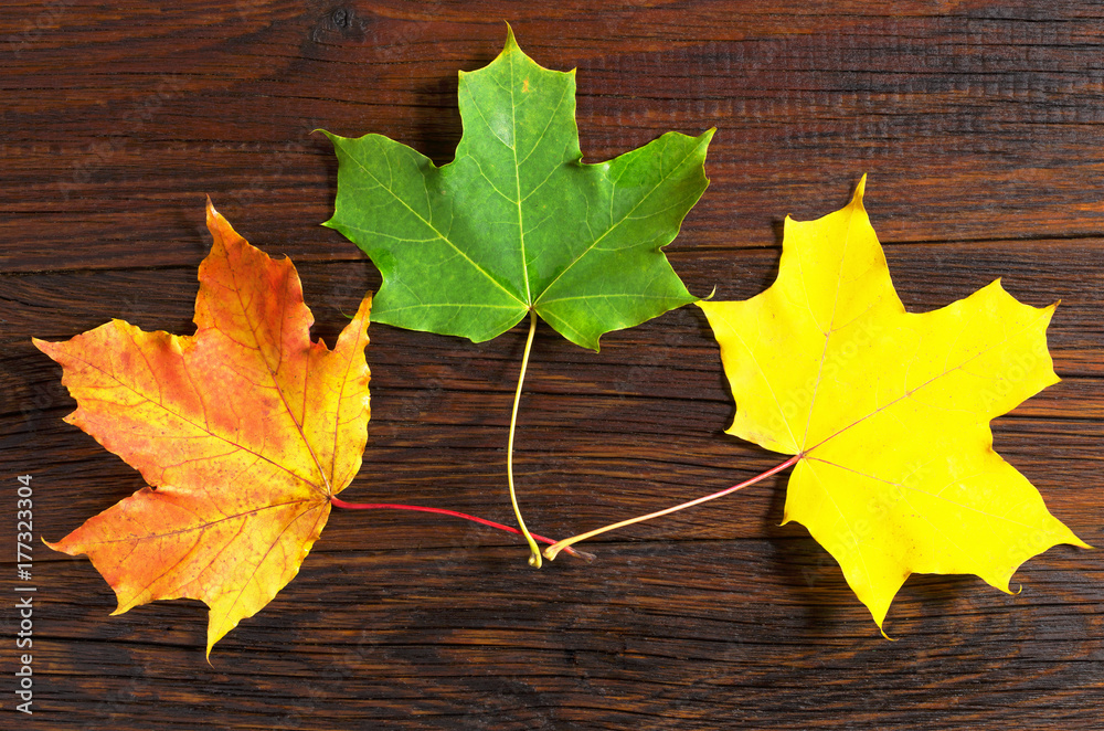 Obraz premium Autumn maple leaves