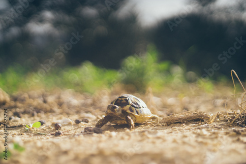 Fotografie Small turtle