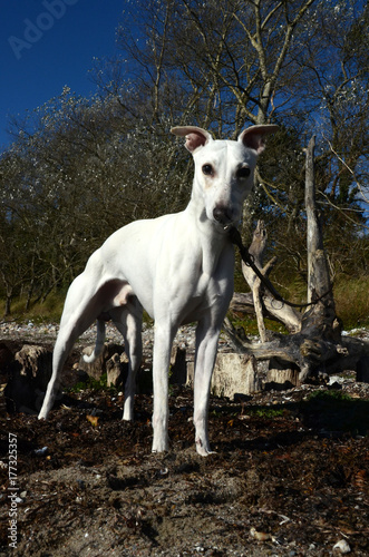 White whippet dog standing on a natural beach.