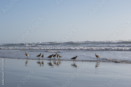 Shorebirds © jstephenlee