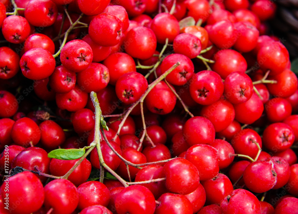 Ripe ashberry on a wooden table Ripe ashberry on a wooden table