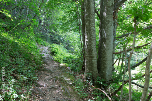 Sentiero, valle della Volpara, Umito, estate  photo