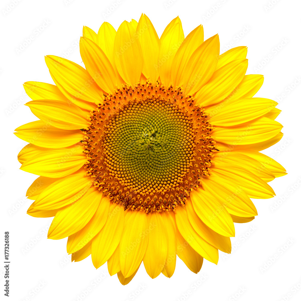 Naklejka premium Flower of sunflower isolated on white background. Seeds and oil. Flat lay, top view