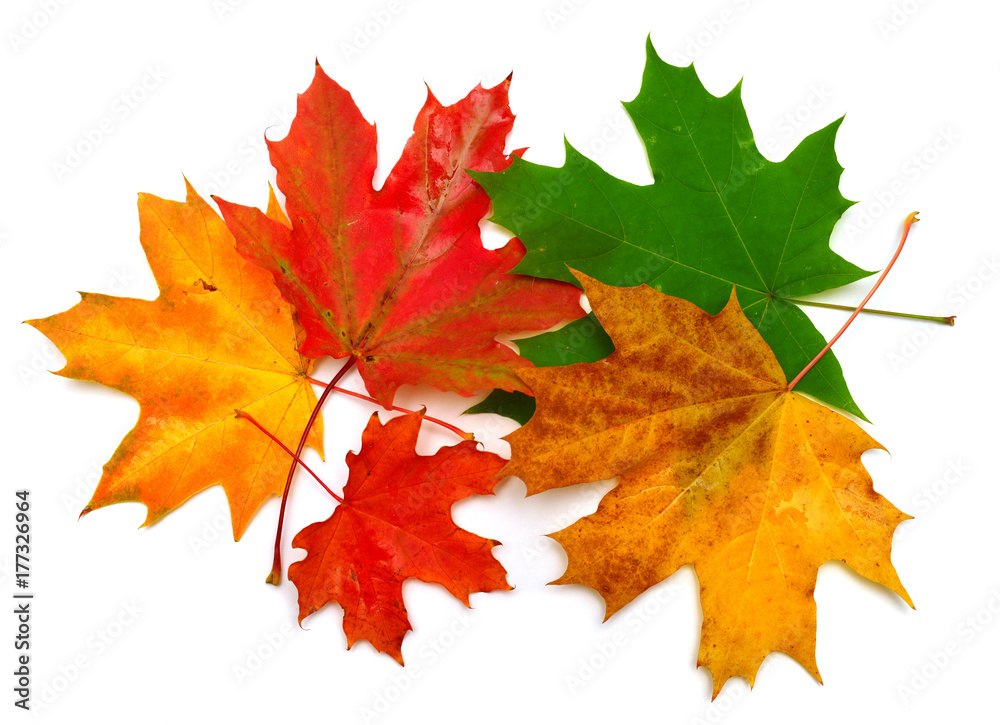 Fototapeta premium Autumn maple leaves isolated on white background. Falling foliage. Flat lay, top view, creative concept