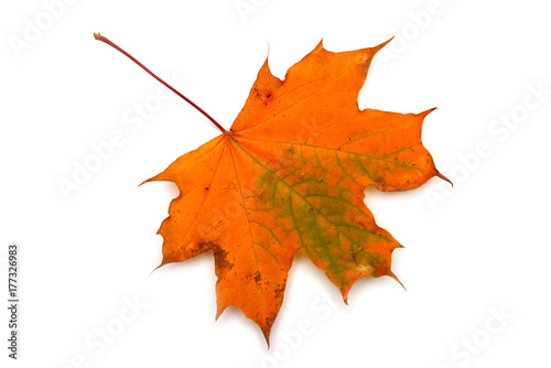 Autumn leaf maple isolated on white background. Falling foliage. Flat lay, top view, creative concept