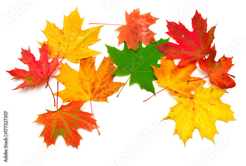 Autumn maple leaves isolated on white background. Falling foliage. Flat lay  top view  creative concept