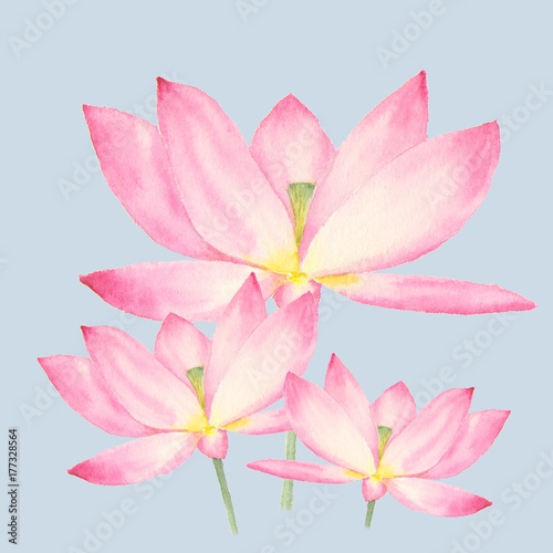 Botanical watercolor illustration of lotus flowers on blue background