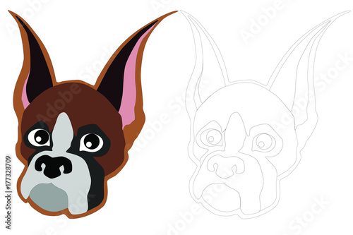 Dog breed muzzle Boxer