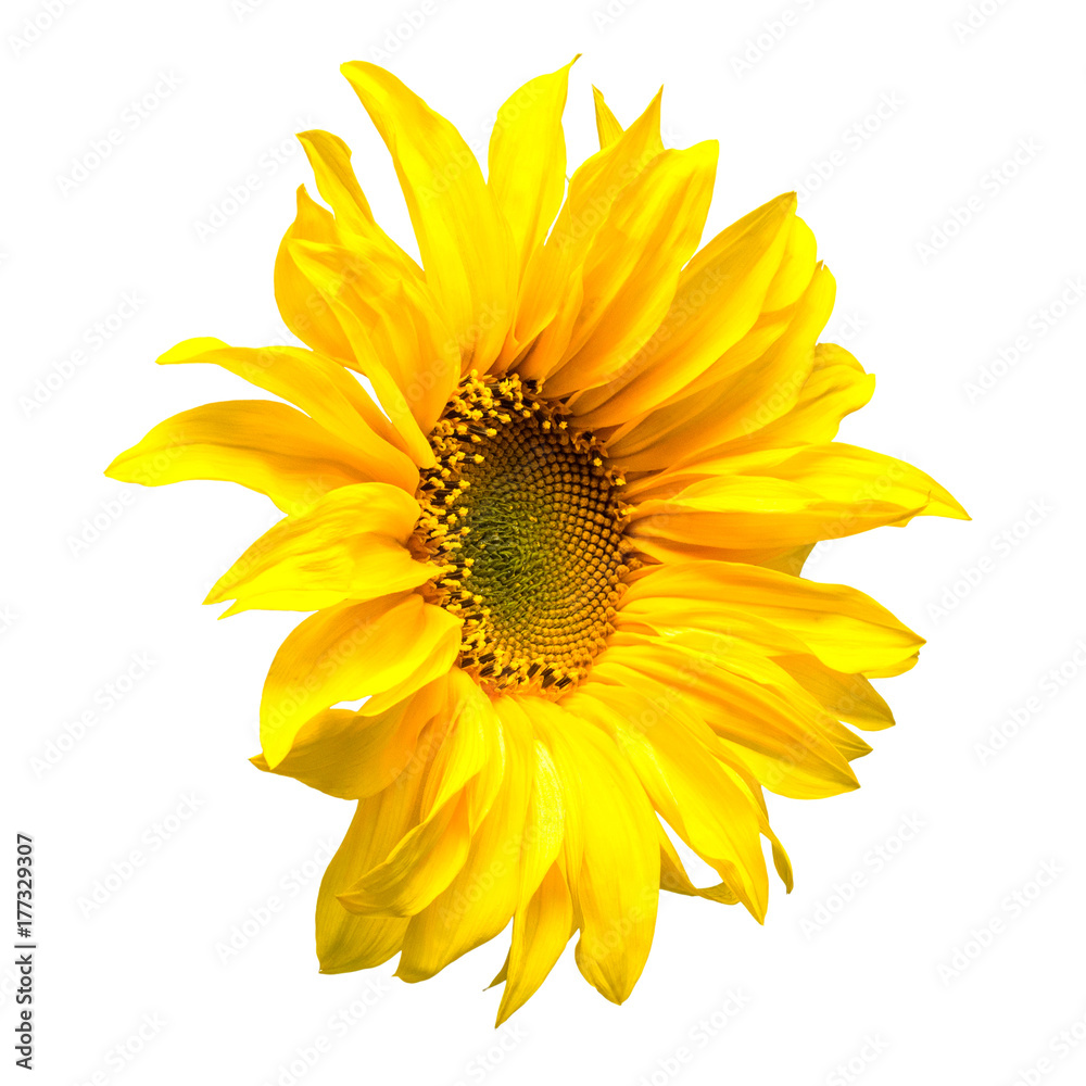 Fototapeta premium Flower of sunflower isolated on white background.