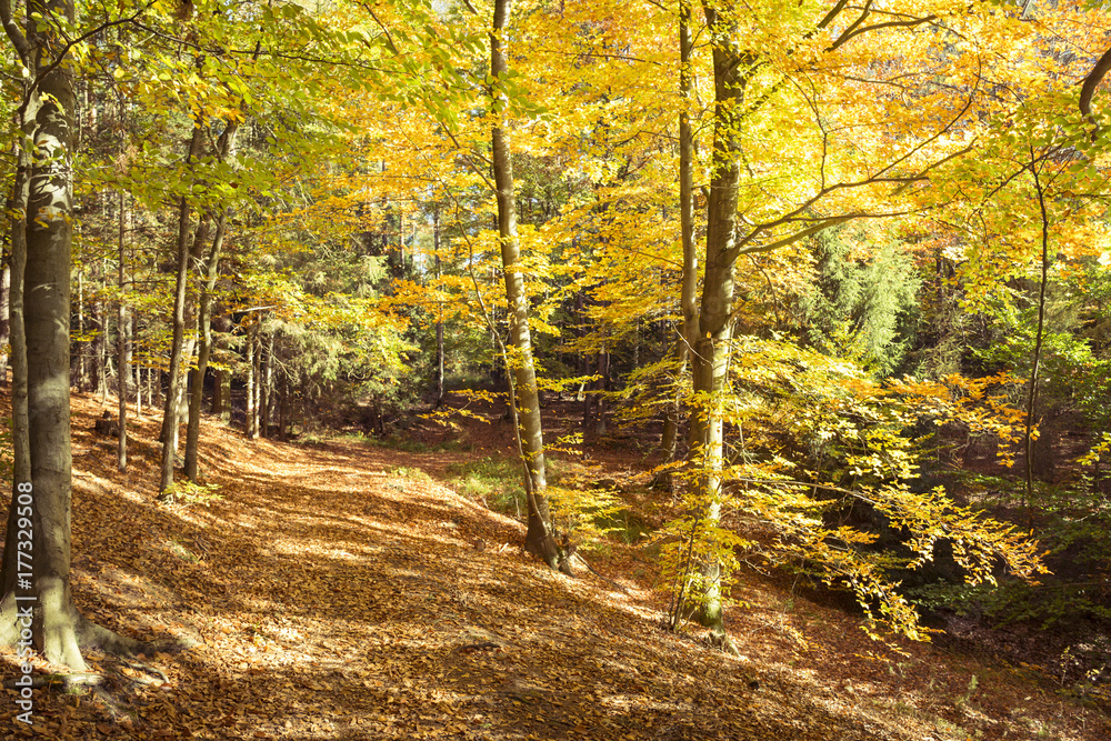 autumn in the forest autumn in the forest