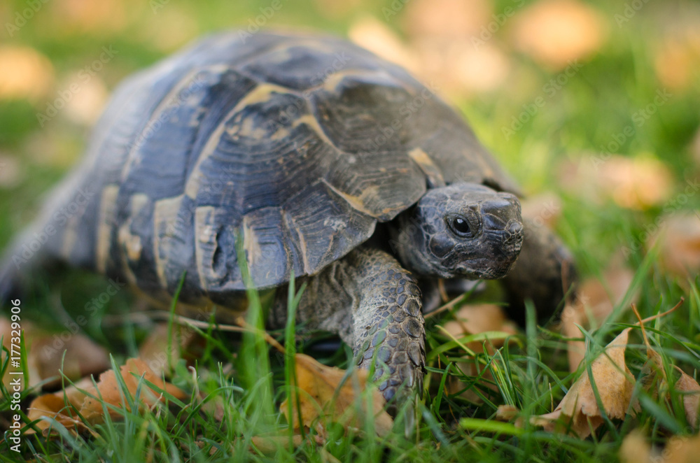 Spur-thighed Tortoise (Testudo graeca) Spur-thighed Tortoise (Testudo graeca)