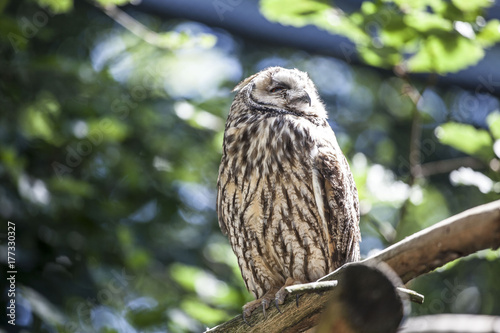 owl with the eyes shut in the green nature