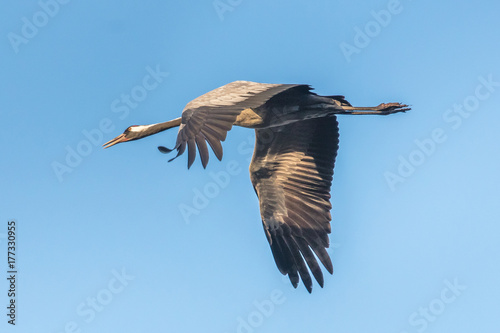 Kranich im flug © haiderose