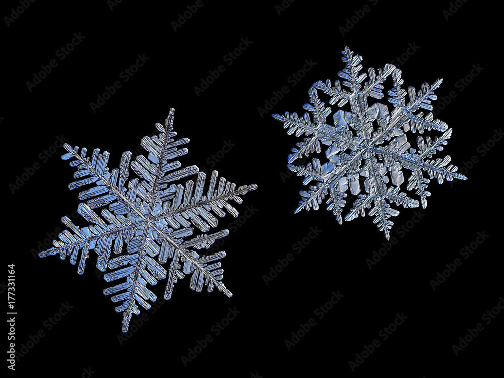 Two snowflakes isolated on black background. Macro photo of real snow crystals: big stellar dendrites with glossy surface, hexagonal symmetry, ornate arms, lots of side branches and elegant shapes. Two snowflakes isolated on black background. Macro photo of real snow crystals: big stellar dendrites with glossy surface, hexagonal symmetry, ornate arms, lots of side branches and elegant shapes.