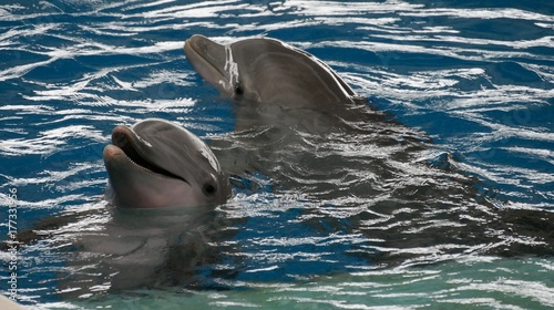 Delphin photo