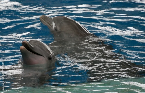 Delphin photo