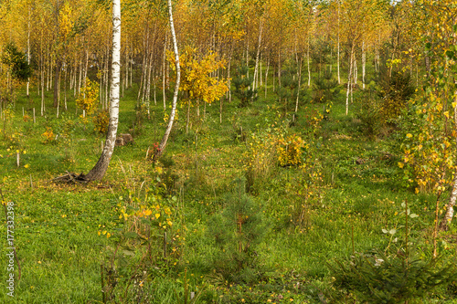 beautiful scene in yellow autumn birch forest in october, with fallen yellow autumn leaves and green grass.