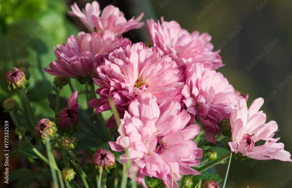 Chrysanthémum × koreanum Chrysanthémum × koreanum