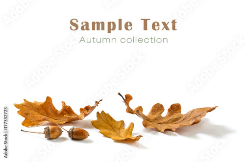 Oak leaves and acorns isolated on white background