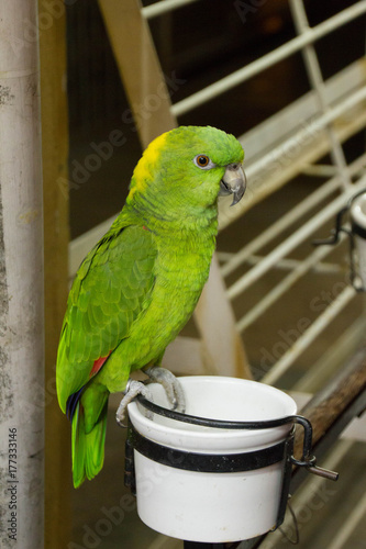 Green parrot 2