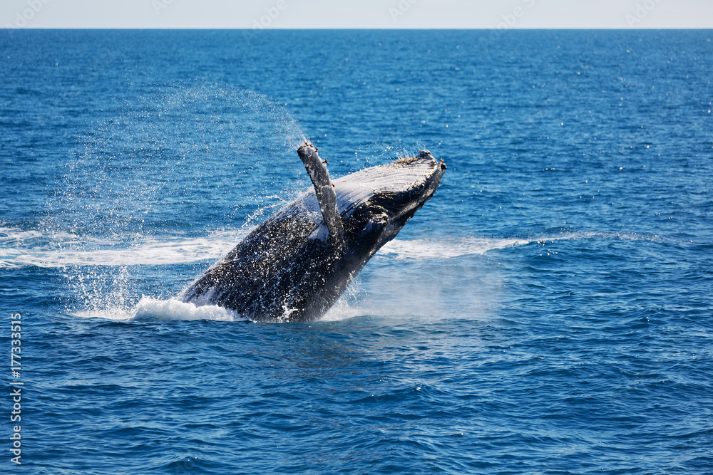 custom made wallpaper toronto digitalin australia a free whale in the ocean