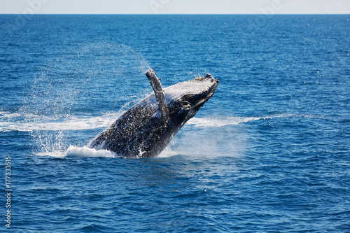 Wallpaper Mural in australia a free whale in the ocean Torontodigital.ca