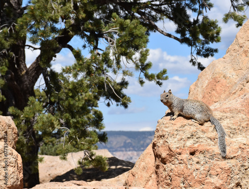 Fototapeta Naklejka Na Ścianę i Meble -  Grand Canyon Squirrel