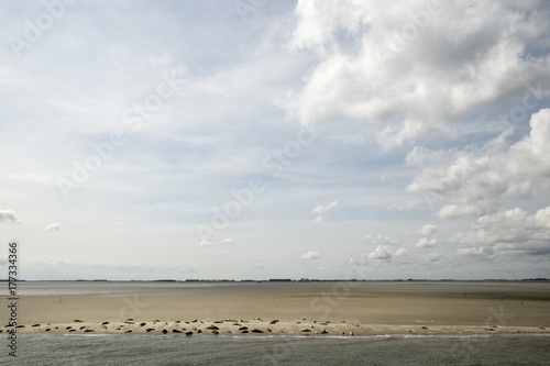  seasl lying on the sandbank © Joop Hoek