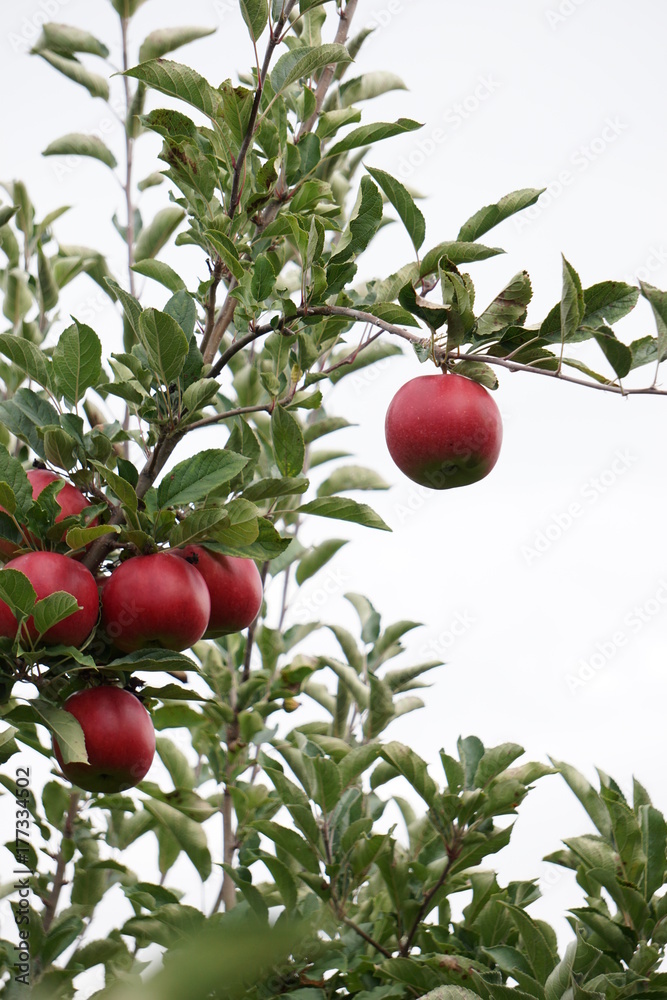 Apple picking Apple picking
