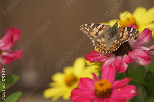 Macro Butterfly