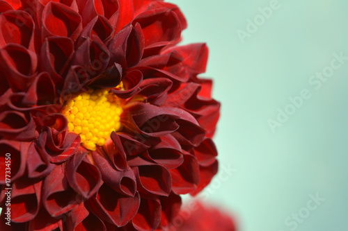 Fototapeta Naklejka Na Ścianę i Meble -  bright red dahlia flower on a light blue background