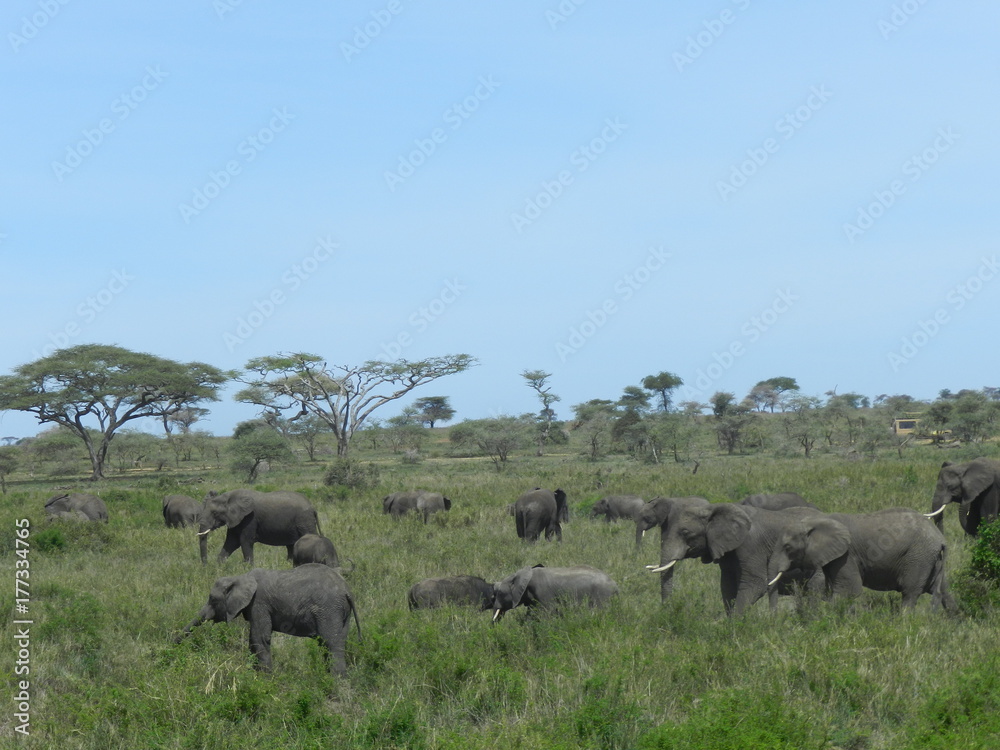 Fototapeta premium Tanzanie