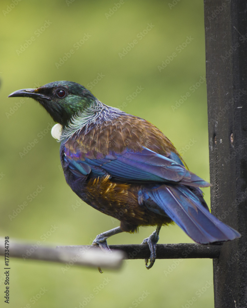 Naklejka premium Tui on bird feeder