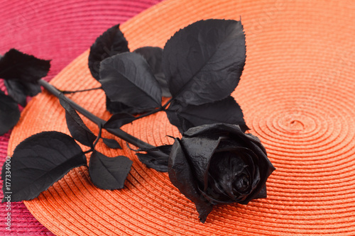 Black rose flower on colore...