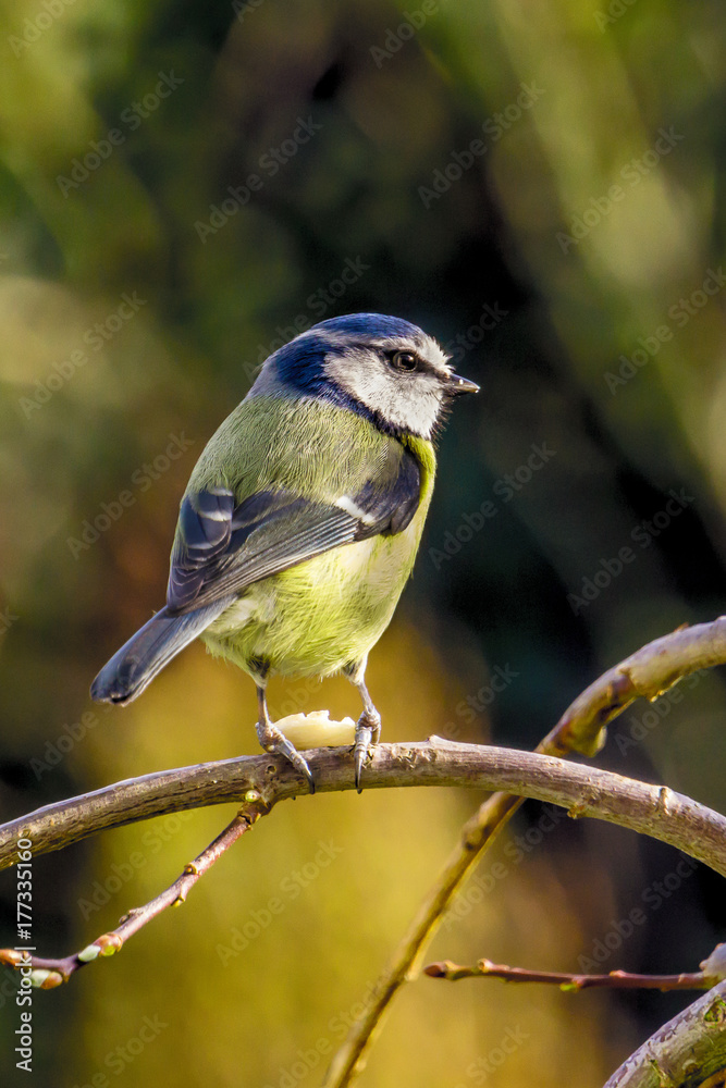 Obraz premium MUNCHING BLUE TIT