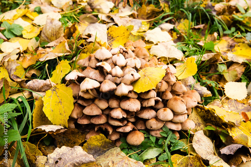 Yellow autumn leaves and mushrooms