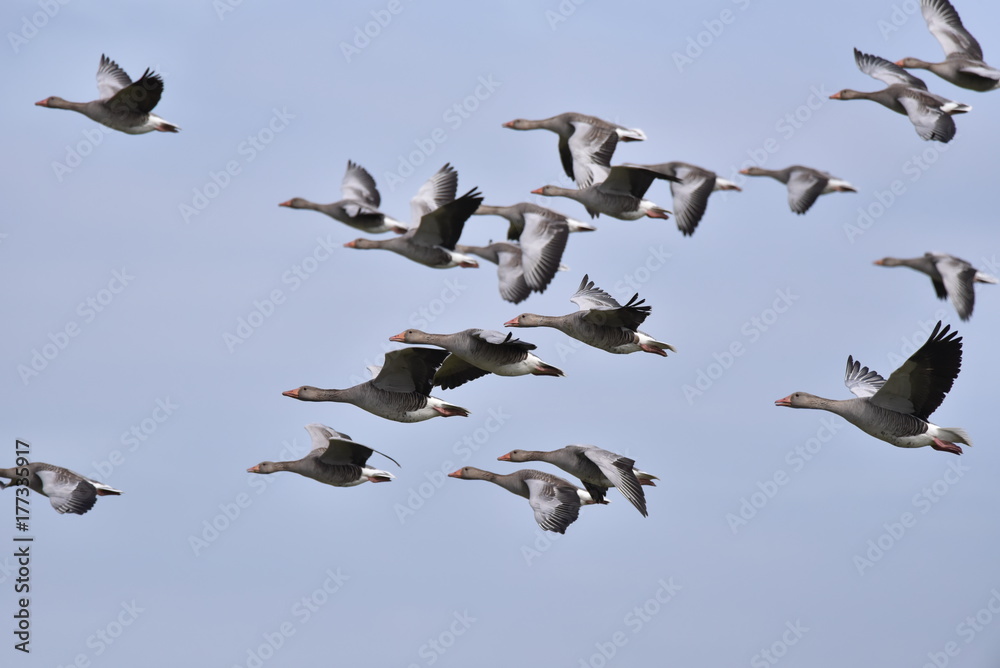 Fototapeta premium Wildgänse