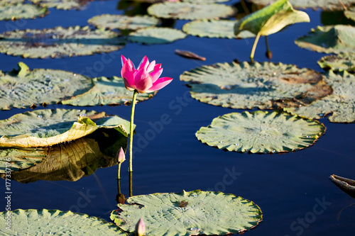 tranquility in the pond with waterlily aquatic blossom flower photo