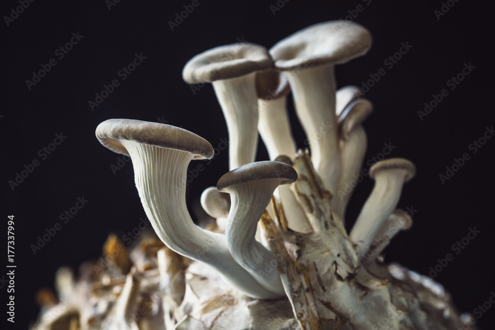 Blue Oyster Mushrooms (Pleurotus ostreatus var. columbinus) growing on