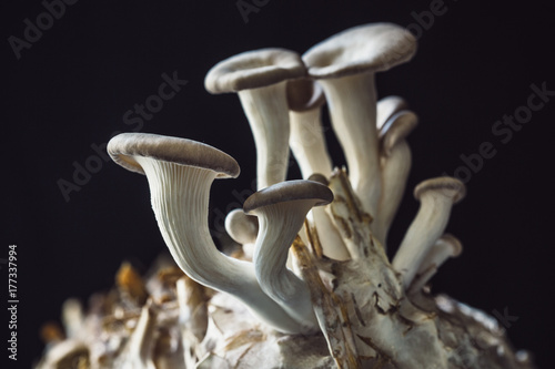 Blue Oyster Mushrooms (Pleurotus ostreatus var. columbinus) growing on straw