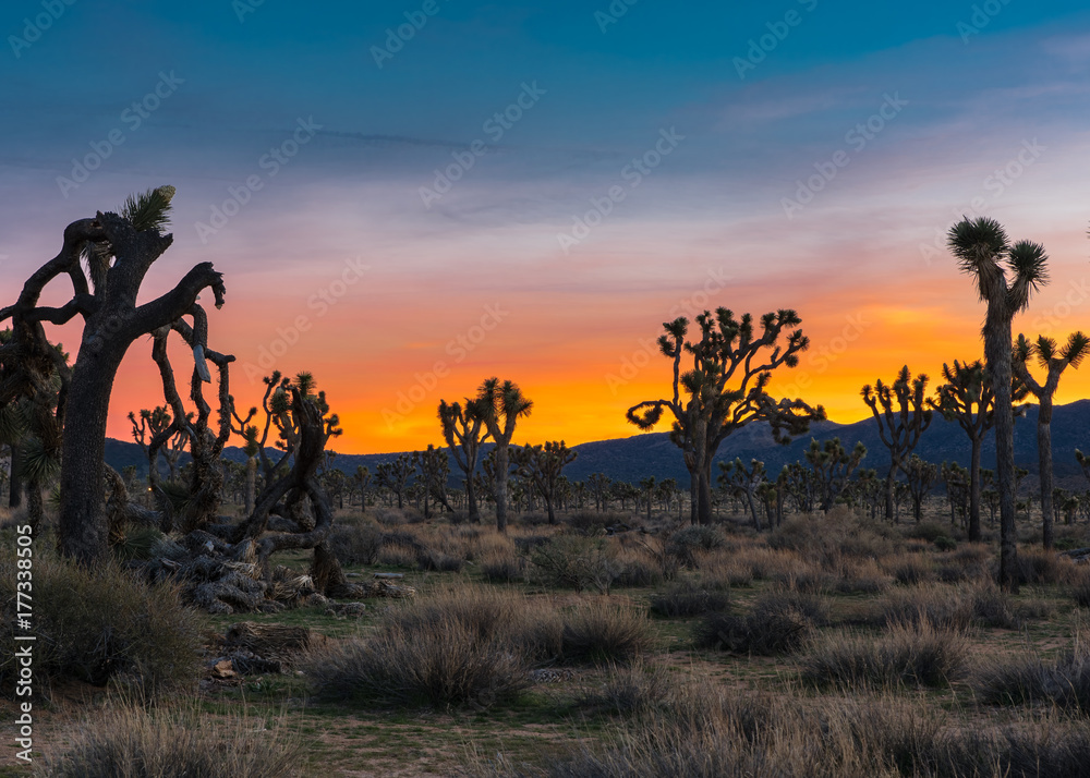 Joshua trees in desert setting with mountains and orange sunset in background