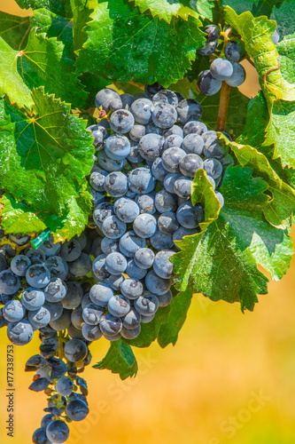 Closeup of grape vine cluster and green leaves against a soft yellow/orange background photo