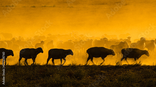 Line of sheep walking in dusty late orange sunset-lit field with sheep in background