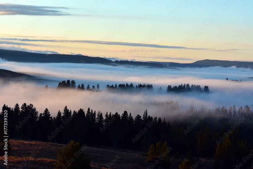 Fototapeta premium Misty Foggy Forest Morning
